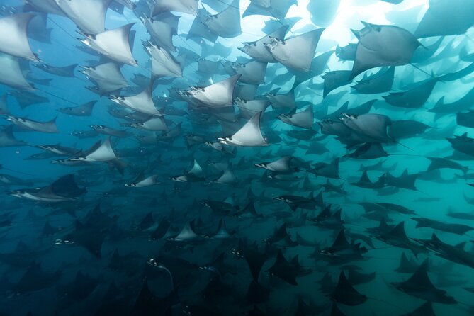 Mobulas and Cetaceans Day Trip - A small group in the Sea of Cortez