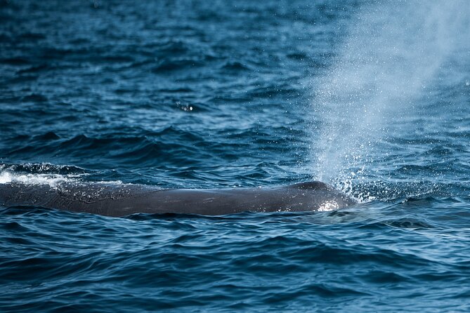 Mobulas and Cetaceans Day Trip - Sea of Cortez Animal Encounters: The point of this 5-hour trip