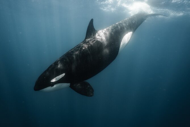 Mobulas and Cetaceans Day Trip - What’s included (and why it’s actually good value)