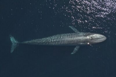Mobulas and Cetaceans Day Trip - Playa Central check-in: what you do before you hit the water