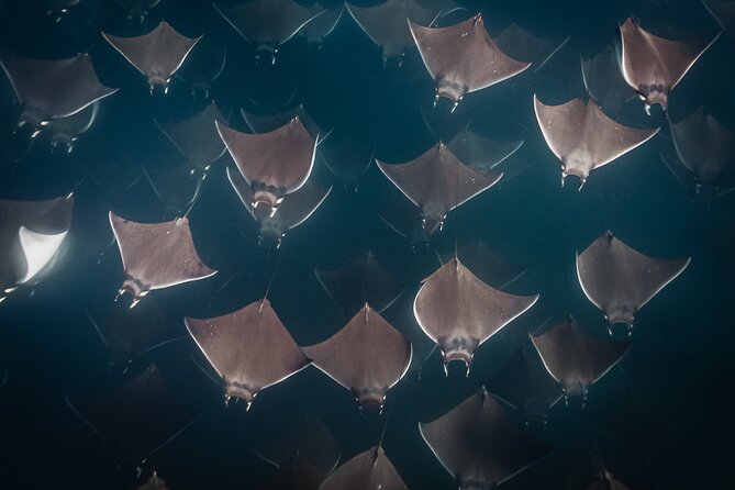 Mobulas and Cetaceans Day Trip - The wildlife hunt: Mobula rays and cetaceans in real conditions