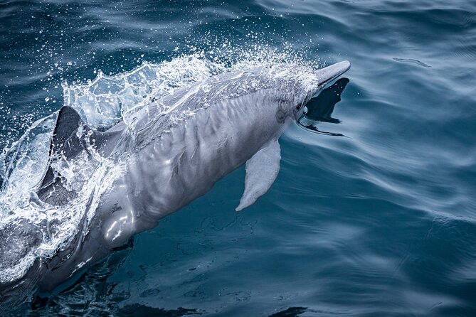 Mobulas and Cetaceans Day Trip - The guides and the drone: Nick’s role in calmer encounters