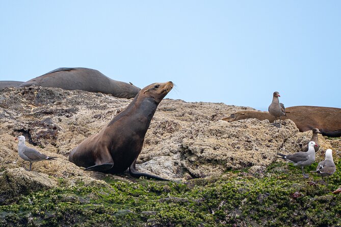 Mobulas and Cetaceans Day Trip - Food on the boat: ceviche and burritos after real ocean time