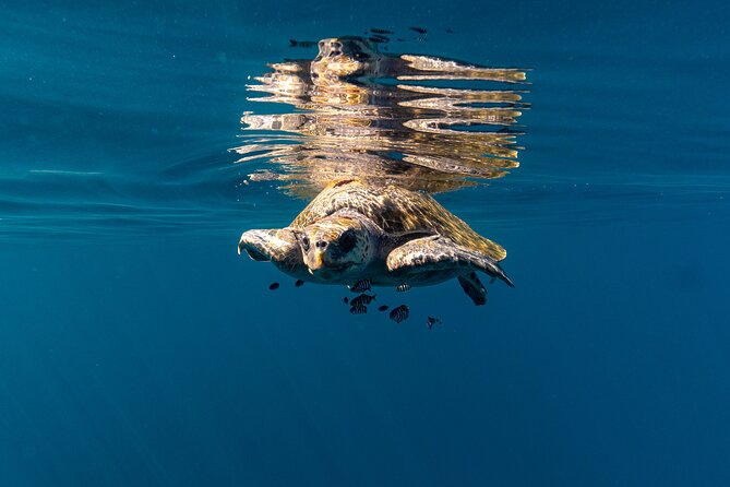 Mobulas and Cetaceans Day Trip - Price and logistics from Cabo or La Paz