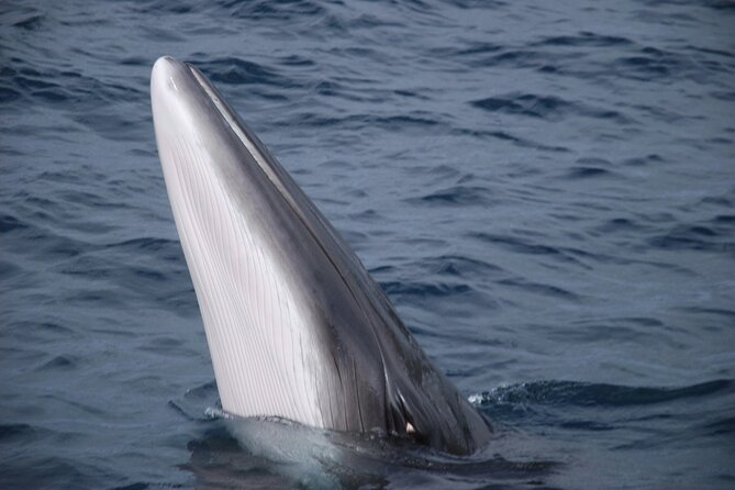 Mobulas Safari and Wildlife in La Ventana with a Marine Biologist - Finding mobula rays: what Hamza’s role changes for you