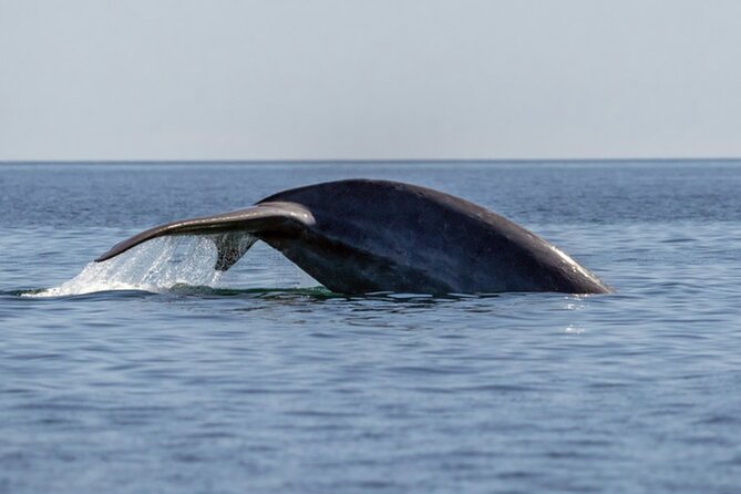 Mobulas Safari and Wildlife in La Ventana with a Marine Biologist - Snorkeling and coral reefs: enjoying the Sea of Cortez up close