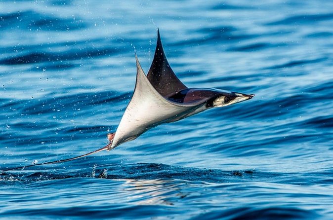 Mobulas Safari and Wildlife in La Ventana with a Marine Biologist - How the captain gets you onto whales or orcas first