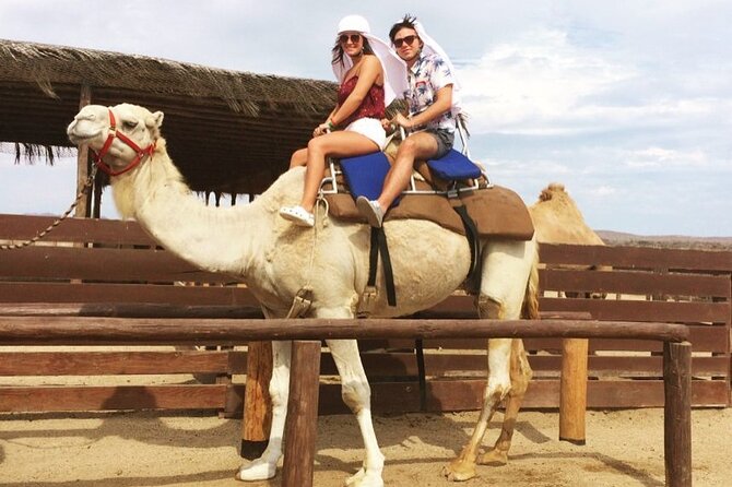 NEW! Combo Camel Beach Ride and UTV 4X4 Cabo Adventure, Tequila & - Quick Take: Camel and UTV Combo Highlights