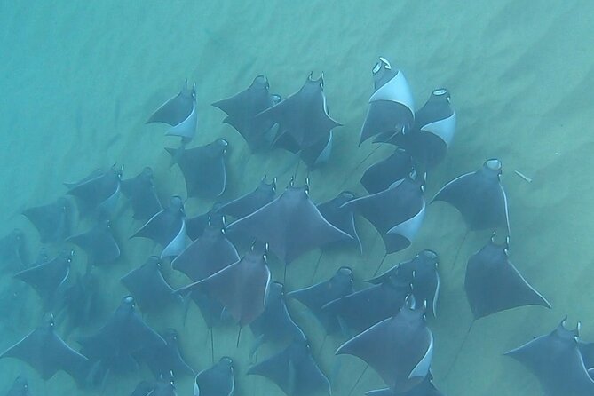 Non-Certified Diving Adventure in Cabo San Lucas - Getting ready for your first SCUBA session: training pace and gear