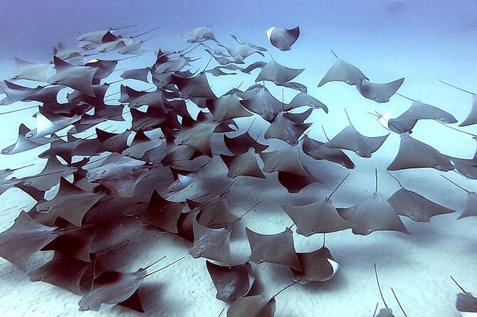 Non-Certified Diving Adventure in Cabo San Lucas - Value check: what’s included, what isn’t, and why it matters
