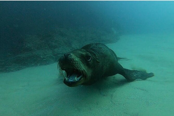 Non-Certified Diving Adventure in Cabo San Lucas - Who should book this non-certified SCUBA experience in Cabo?
