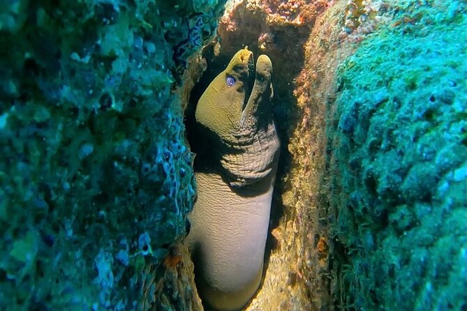 Non-Certified Diving Adventure in Cabo San Lucas - Underwater highlights: mobulas, rays, seahorses, and more