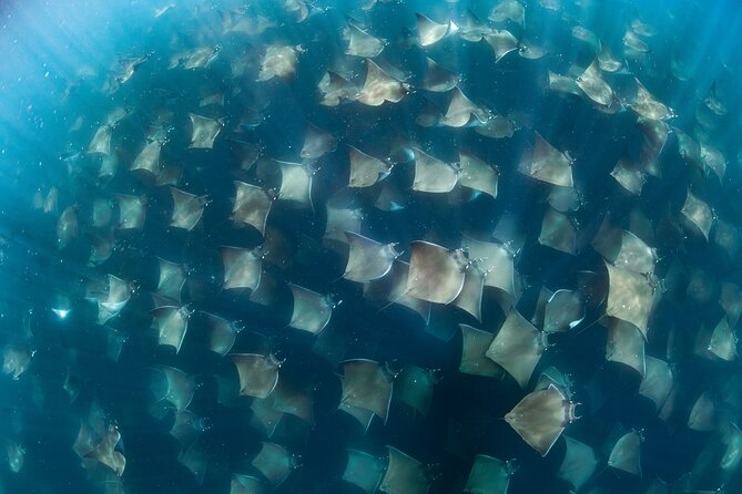 Ocean Safari in San Jose del Cabo - Key things to know before you go