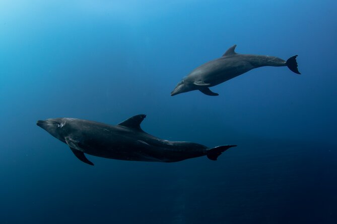 Ocean Safari in San Jose del Cabo - How the route works: following birds and surface signs