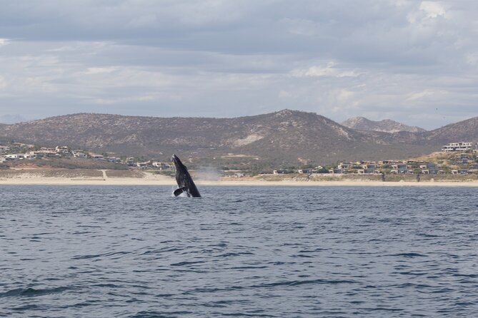 Ocean Safari in San Jose del Cabo - When snorkeling happens: gear, wetsuit, and guided entry