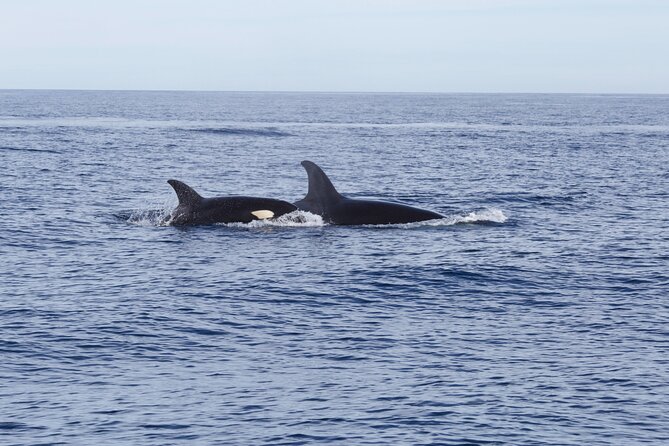 Ocean Safari in San Jose del Cabo - Lunch and cold water: the comfort details that keep you happy
