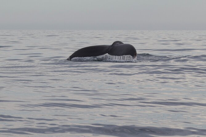 Ocean Safari in San Jose del Cabo - Practical tips: shade is limited, bring the right stuff