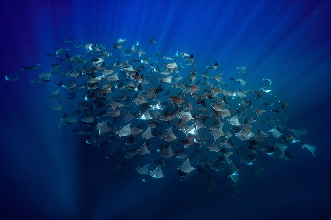 Ocean Safari: Sea Lions, Mobula Rays, Dolphins, Orcas & Whales - Key highlights to expect on this Ocean Safari