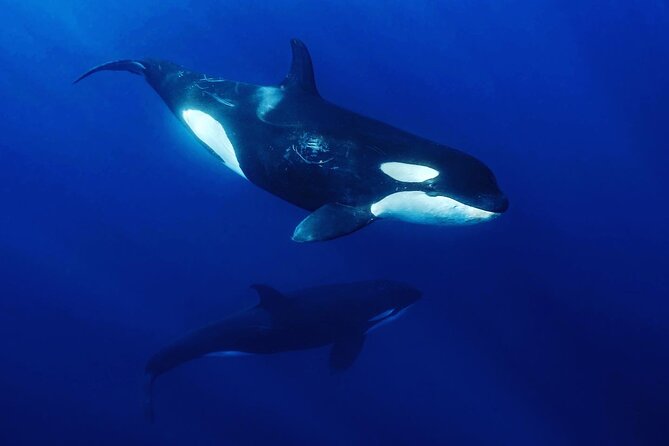 Ocean Safari: Sea Lions, Mobula Rays, Dolphins, Orcas & Whales - La Ventana at 8:00 am: getting on the water fast