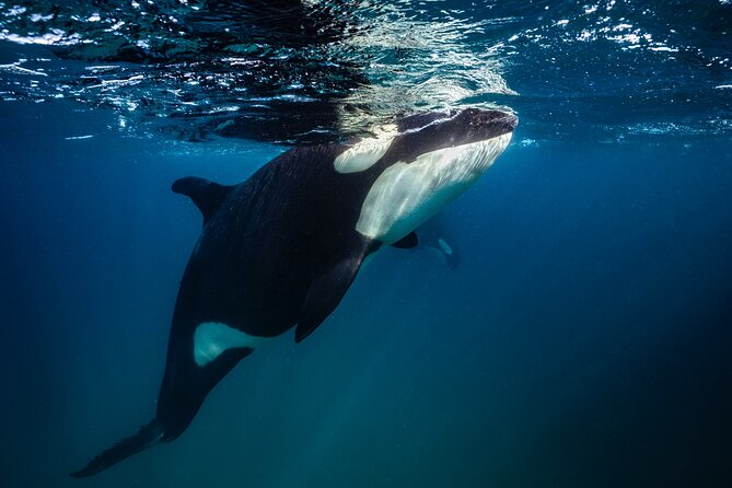 Ocean Safari: Sea Lions, Mobula Rays, Dolphins, Orcas & Whales - Orcas and whales: why sightings are exciting but never promised