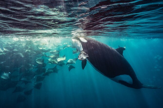 Ocean Safari: Sea Lions, Mobula Rays, Dolphins, Orcas & Whales - Snorkeling expectations and safety: who it’s for in the water