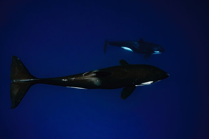 Ocean Safari: Sea Lions, Mobula Rays, Dolphins, Orcas & Whales - Lunch and gear: the practical “small things” that add up