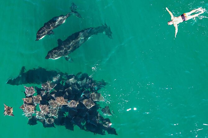 Ocean Safari: Sea Lions, Mobula Rays, Dolphins, Orcas & Whales - Price and value: is $179.22 a fair deal?
