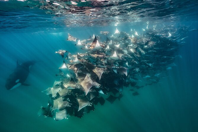 Ocean Safari: Sea Lions, Mobula Rays, Dolphins, Orcas & Whales - Mobula rays: what those huge schools are like in real life