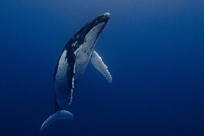 Ocean Safari Tour in Cabo San Lucas - Ocean Safari in Cabo: key highlights you’ll care about