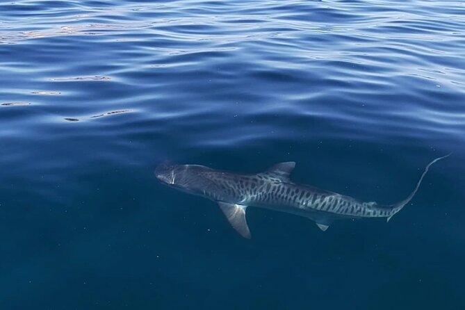 Ocean Safari Tour in Cabo San Lucas - From the marina to open water: what you’re really paying for