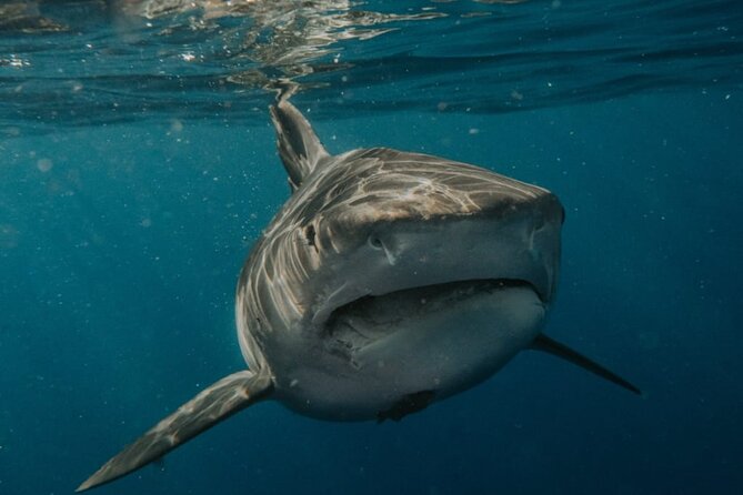 Ocean Safari Tour in Cabo San Lucas - When snorkeling is on the table: gear, safety, and the photo factor