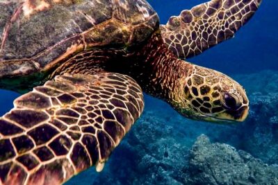 Ocean Safari Tour in Cabo San Lucas - Wildlife search in Cabo: whales, orcas, dolphins, and sea lions