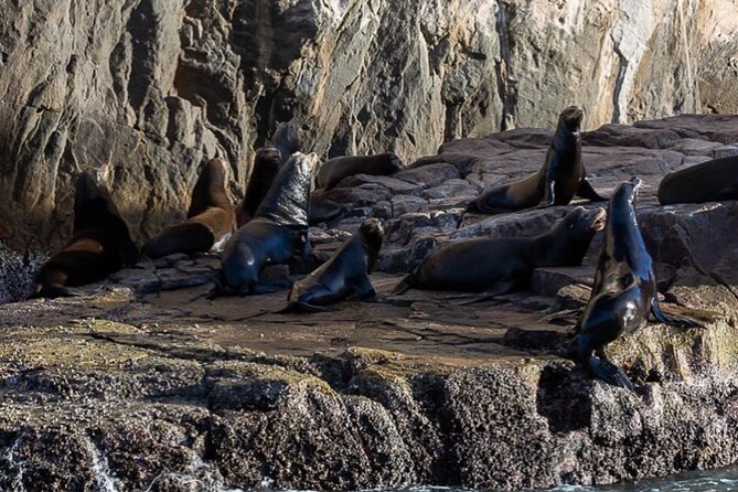 Ocean Safari Tour in Cabo San Lucas - The wildlife that steals the show (and shows up when conditions line up)