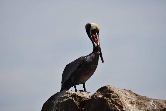 Ocean Safari Tour in Cabo San Lucas - Price and logistics: value beyond the sticker number