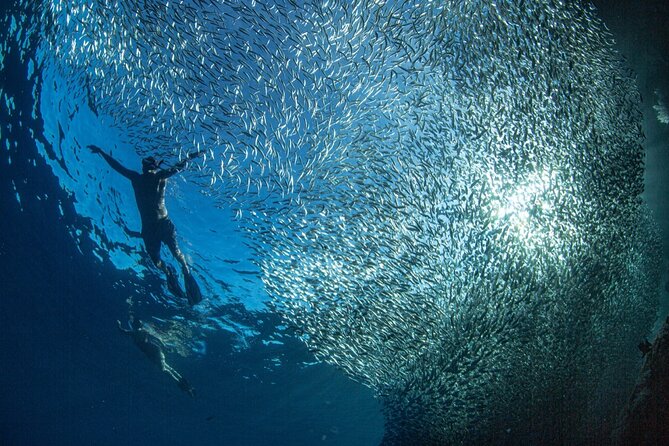 Ocean Safari Tour in Cabo San Lucas - Who should book this Cabo ocean safari (and who should skip it)