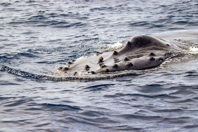 Ocean Safari Tour in Cabo San Lucas - Practical tips so your day runs smooth