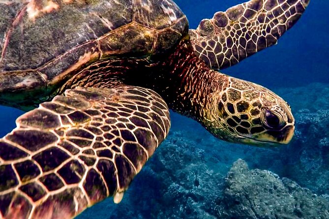 Ocean Safari Tour in Cabo San Lucas - Wildlife search in Cabo: whales, orcas, dolphins, and sea lions