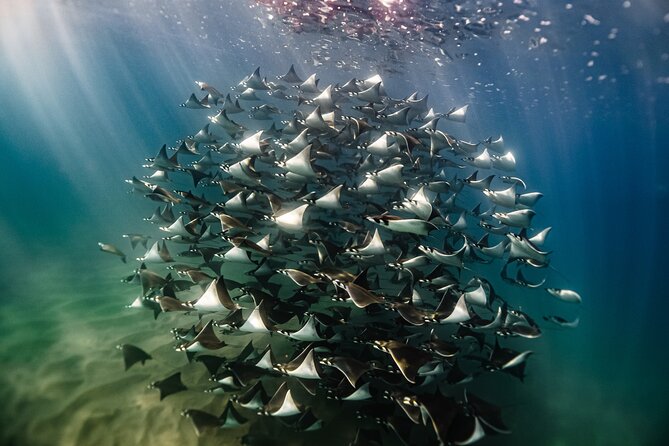 Open Ocean Safari and Whale Watching - Key Things That Make This Safari Worth Your Money
