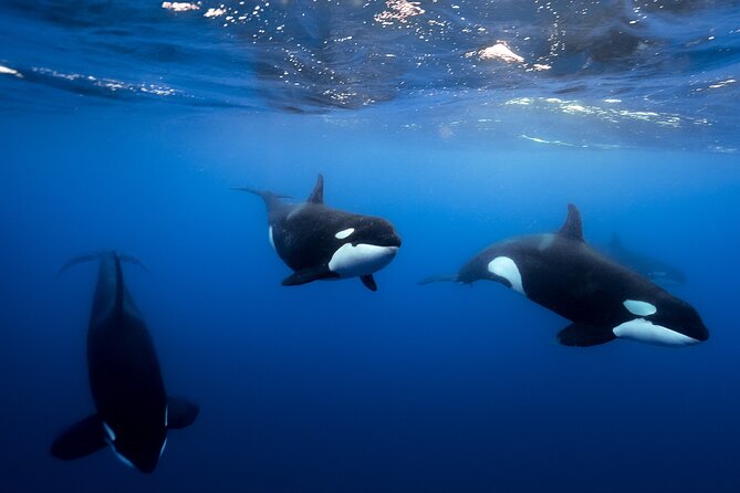 Open Ocean Safari and Whale Watching - What You’re Really Doing Out at Sea in Cabo San Lucas
