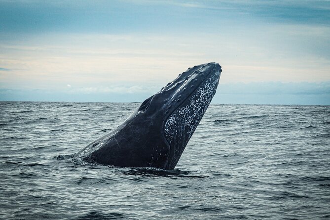 Open Ocean Safari and Whale Watching - Stop 1: El Arco de Cabo San Lucas for That Signature Cabo Moment