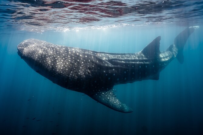 Open Ocean Safari and Whale Watching - Stop 2: Pelican Rock and the Coastal Scanning Game