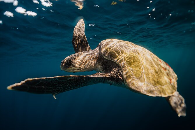 Open Ocean Safari and Whale Watching - Stop 3: Sea of Cortez for the Best Wildlife Chances