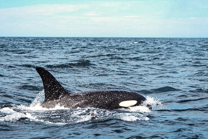 Open Ocean Safari and Whale Watching - Snorkeling Gear, Time in the Water, and the Wetsuit Question