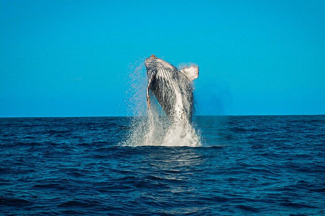 Open Ocean Safari and Whale Watching - Safety and Animal Respect: How the Guides Keep It Ethical