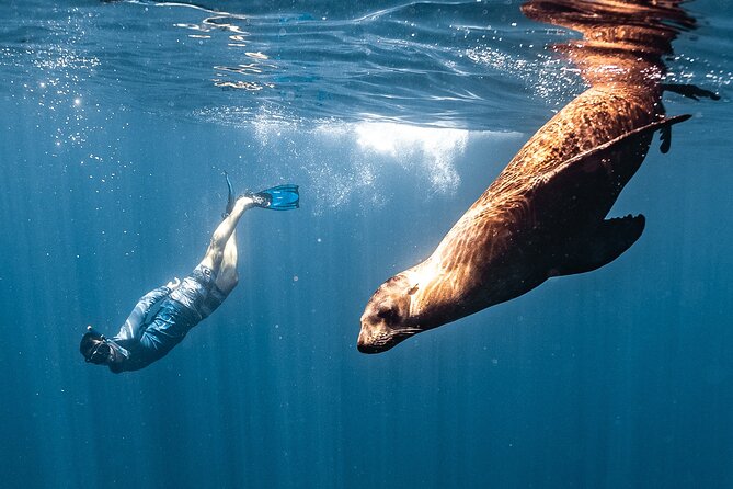 Open Ocean Safari and Whale Watching - The Wildlife Odds: What You Can See (and Why It Can Change)