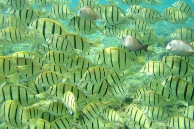 Pelican Rock Snorkeling and Sightseeing Adventure - Pelican Rock Snorkeling: Fish Density, Deep Water, and Real Safety Marks