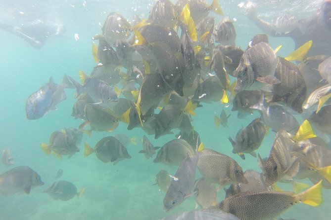 Pelican Rock Snorkeling and Sightseeing Adventure - Parking, Pickup, and the Real-World Logistics