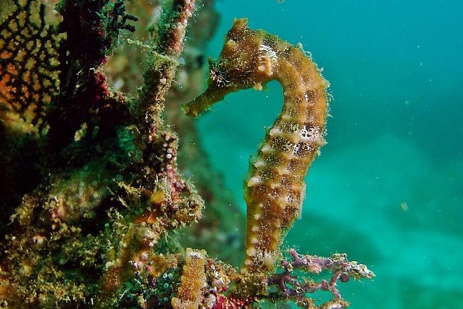 Pelican Rock Snorkeling and Sightseeing Adventure - Price vs. Value: Is $57 Worth It?