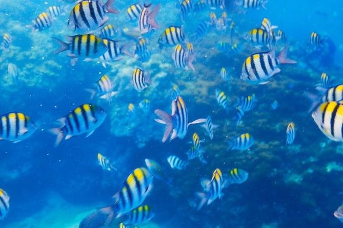 Private 3-Hour Snorkeling Tour with Arch Tour and Beach Time - Private 3-hour Cabo: what you’re really buying