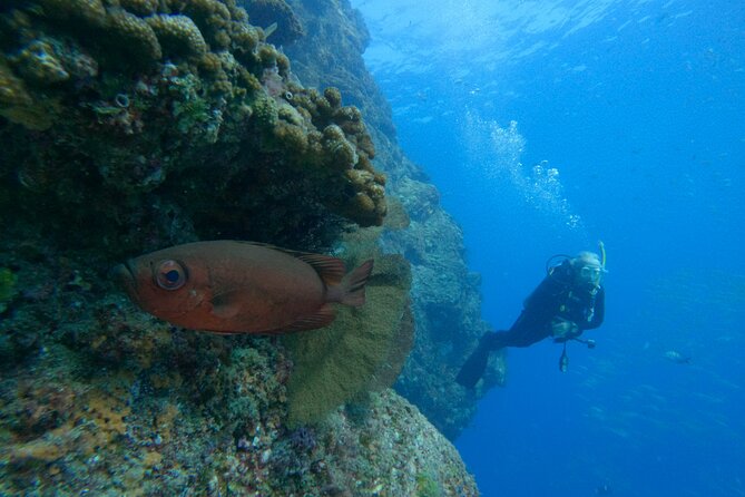 Private Beginner Scuba Diving Experience in Cabo San Lucas - Pricing: Is $175 Worth It for a Private Beginner Session?